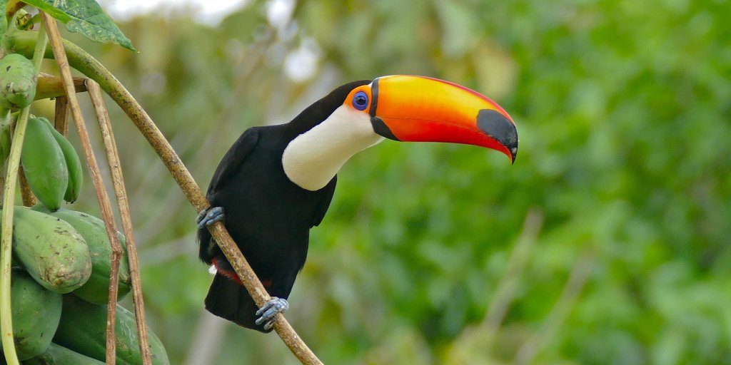 Toco Toucan